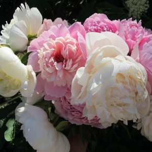 High tunnel peonies, a glimpse of summer!